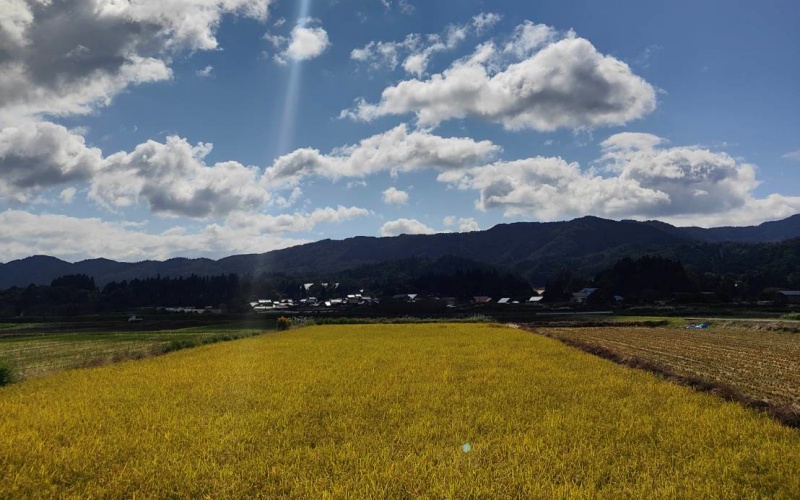 【令和8年産：先行予約】玄米 完全無農薬・化学肥料不使用 ミルキークイーン 5㎏ 蒜山高原しげちゃん農園 / 米 白米 無農薬 新米 岡山県 真庭市 蒜山【hsig002-01】