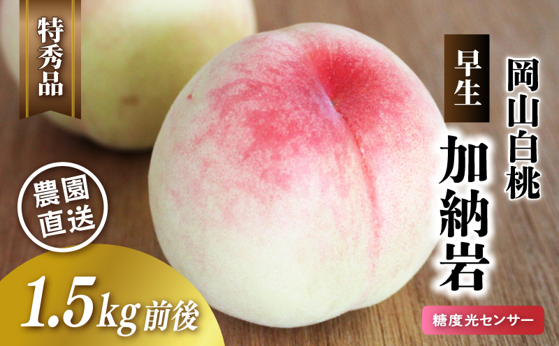岡山白桃 加納岩 【特秀品】 1.5kg前後 先行予約 糖度センサー選別 momo67 / 早生 白桃 はくとう 加納岩白桃 桃 もも モモ フルーツ 高級白桃 6月 7月 贈答 ギフト 産直 産地直送 高級 フルーツ 果物 くだもの プレゼント  【配送不可地域：北海道／沖縄県／離島】 【jujy070-01】
