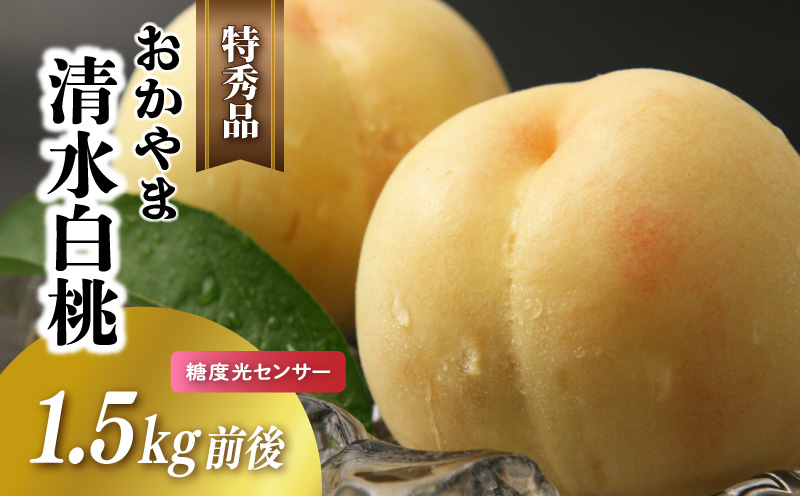 白桃 清水白桃 特秀品 1.5kg前後 桃 糖度センサー momo27 / 清水白桃 贈答 お中元 ギフト 産直 高級 フルーツ 果物 くだもの プレゼント 【配送不可地域：北海道／沖縄県／離島】 【jujy072-01】