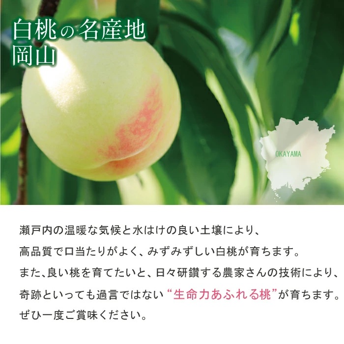 岡山白桃 加納岩 【特秀品】 1.5kg前後 先行予約 糖度センサー選別 momo67 / 早生 白桃 はくとう 加納岩白桃 桃 もも モモ フルーツ 高級白桃 6月 7月 贈答 ギフト 産直 産地直送 高級 フルーツ 果物 くだもの プレゼント  【配送不可地域：北海道／沖縄県／離島】 【jujy070-01】
