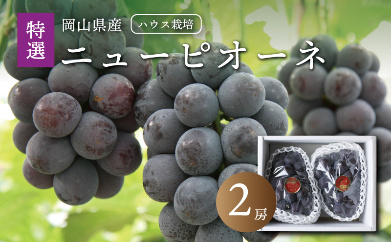 真庭市産 夏のニューピオーネ 特選 大房2房 / (2026年7月中旬以降発送予定) ぶどう ハウス栽培 贈答用 ギフト 岡山 真庭 ピオーネ 大粒 葡萄 果物 フルーツ 濃厚 ピオーネ 人気 数量限定 黒ぶどう 大粒 種なし スイーツ 【配送不可地域：北海道／沖縄県／離島】【jujy088-01】