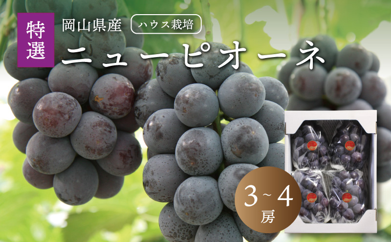 真庭市産 夏のニューピオーネ 特選３～４房 / (2026年7月中旬以降発送予定) ぶどう ハウス栽培 贈答用 ギフト 岡山 真庭 ピオーネ 大粒 葡萄 果物 フルーツ 濃厚 ピオーネ 人気 数量限定 黒ぶどう 大粒 種なし スイーツ 【配送不可地域：北海道／沖縄県／離島】【jujy089-01】