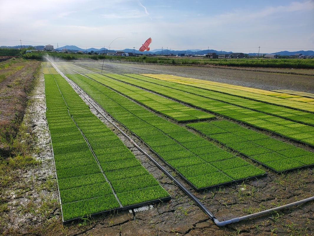 【令和8年産 先行予約】 食味ランキング特A 3回受賞の美味しいお米 岡山県産にこまる 玄米 10kg / お米 特A にこまる 岡山県産 【mabo001-01】