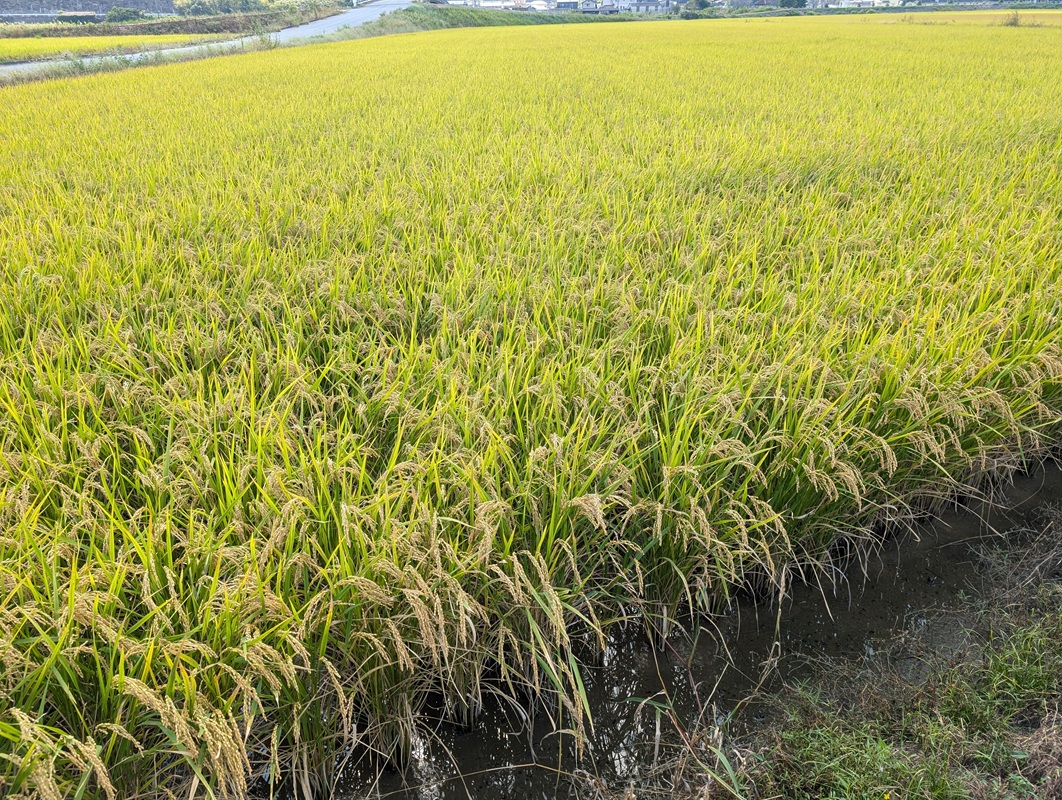 【令和8年産 先行予約】 食味ランキング特A 3回受賞の美味しいお米 岡山県産にこまる 玄米 10kg / お米 特A にこまる 岡山県産 【mabo001-01】