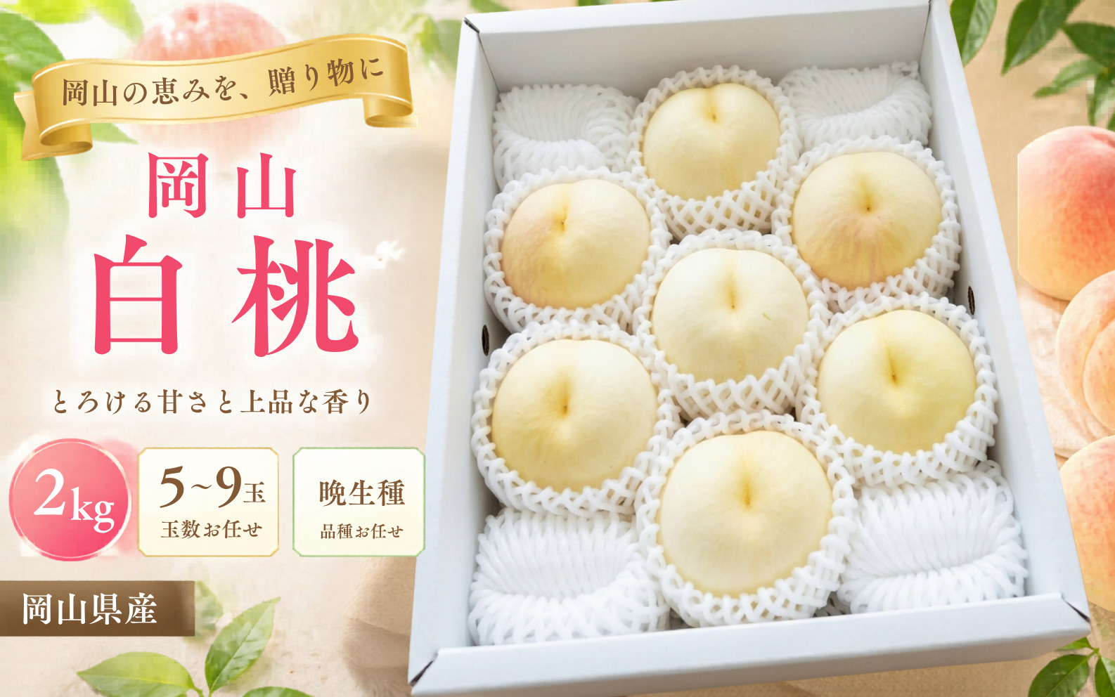 【2026年先行予約】桃 岡山白桃 晩生種 約2kg（5~9玉）岡山県産 ご家庭用 もも 白桃 フルーツ 果物 きびもも園【kbmm003】