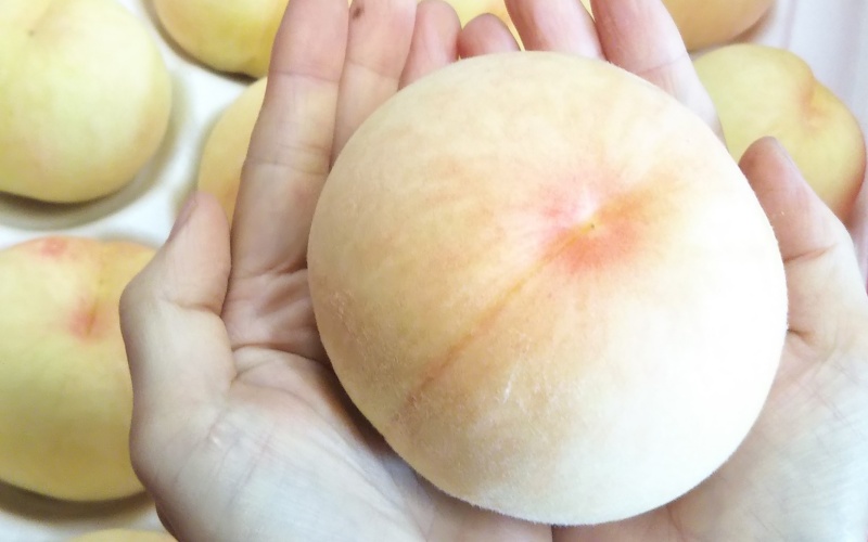 【2026年先行予約】桃 岡山白桃 約1.4kg（4～6玉）岡山県産 ご家庭用 もも 白桃 フルーツ 果物 きびもも園【kbmm002】