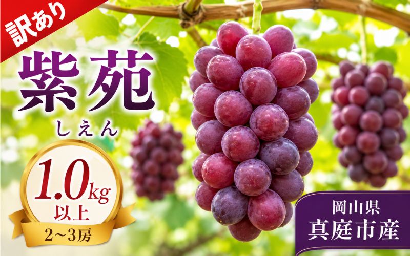 【2026年先行予約】＜訳あり＞お試し 紫苑 1.0kg以上 (2~3房)【fsfm003-01】