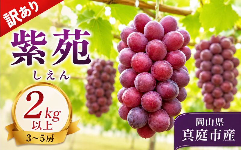 【2026年先行予約】【訳あり】紫苑  ２ｋｇ以上 (3~5房)【fsfm006-01】