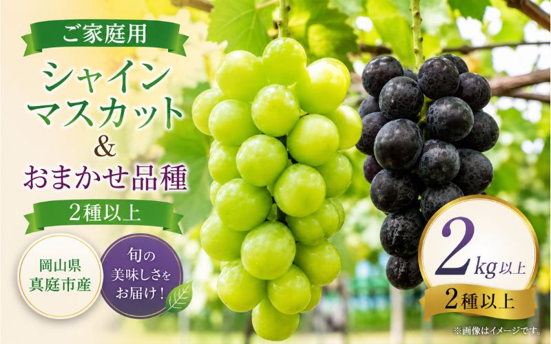 【2026年先行予約】【ご家庭用】シャインマスカット＆おまかせ(紫苑 or ピオーネ or オーロラブラック) 2kg以上2種以上 【fsfm008-01】