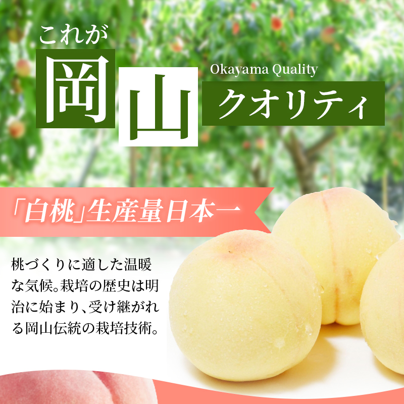 【2026年先行予約】 岡山県産 白皇 3.8kg 化粧箱入り・贈答用 高級 白桃 はくおう 花田青果【8月中旬～9月初旬まで順次発送予定】/ 桃 もも モモ 果物フルーツ 贈答品 贈り物 岡山県【hnds006】