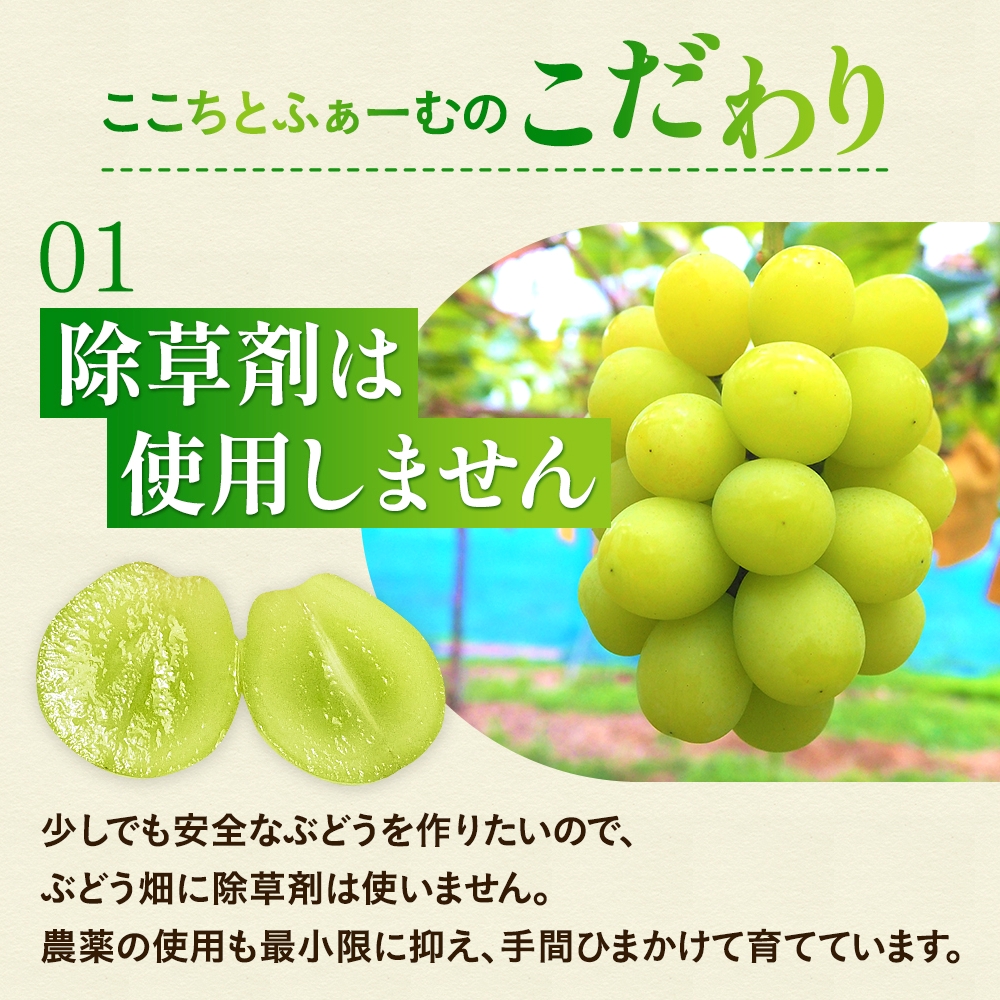 ナガノパープル【2026年先行予約】除草剤不使用 家庭用 2～3房 900g以上 ぶどう 葡萄 くだもの 果物 ナガノパープル 農家直送 新鮮 種なし 皮ごと 岡山県 真庭市 【koko019】