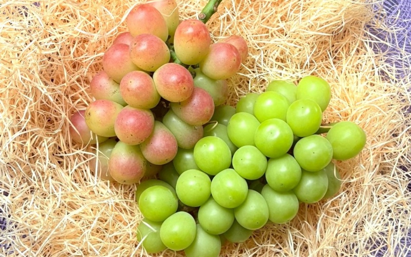 シャインマスカット＆サニードルチェ【2026年先行予約】ぶどう 食べ比べ 除草剤不使用 家庭用 合計2房 1kg以上 ぶどう 葡萄 シャインマスカット マスカット サニードルチェ くだもの 果物 農家直送 新鮮 種なし 皮ごと 岡山県 【koko018】