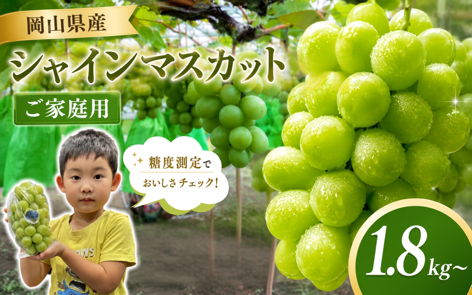 【2026年先行予約】岡山県産シャインマスカット ご家庭用 1.8kg~ 糖度測定 / ぶどう 岡山  真庭市 シャインマスカット 果物 贈答 人気 産地直送 国産 数量限定【bfyd001】