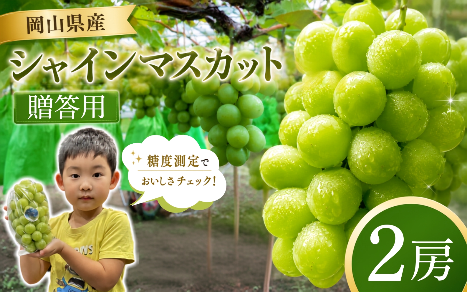岡山県産シャインマスカット 厳選贈答用 2房 糖度測定 / ぶどう 岡山  真庭市 シャインマスカット 果物 贈答 人気 産地直送 国産 数量限定【bfyd003】