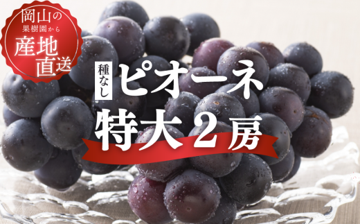 【2026年先行予約】種なしピオーネ 特大2房/計1.3kg~ (岡山県産)【KF-B064-01】