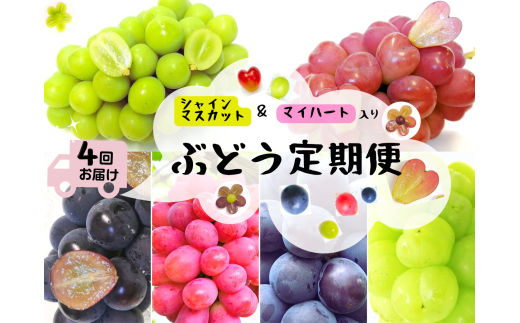 【産地直送】 ※2026年の予約です！※ 岡山 シャインマスカット ＆ マイハート 入り！新鮮 ぶどう 定期便 ×４回コース【2026年9月下旬～】離島不可 / 葡萄 ブドウ 果物 フルーツ マスカット ピオーネ 瀬戸ジャイアンツ 新鮮 当日出荷 林ファミリー 真庭市【hfbd-tkb008-02】