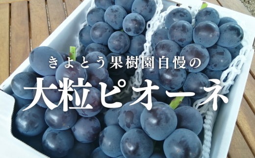 【2026年先行予約】特選 種なしピオーネ 3-5房/計2.0kg~ (岡山県産) 【KF-B007-02】