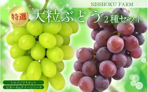 【2026年先行予約】特選 大粒！ ぶどう２種セット（シャインマスカット入り）岡山 / ぶどう 詰め合わせ ブドウ 葡萄 シャインマスカット ピオーネ クイーンニーナ フルーツ 果物 特選 大粒 真庭市 【nisfarm012-02】