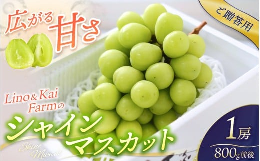 【2026年先行予約】 【ご贈答用】 Lino＆Kai Farmのシャインマスカット  1房 （約700～800g） 化粧箱入り / 朝採れ ぶどう 岡山  真庭市 シャインマスカット 高級 ギフト 大粒 果物 贈答 人気 産地直送 国産 数量限定 種なし 【linokai009-02】