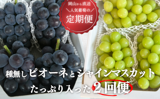 【2026年先行予約】ピオーネとシャインマスカット、たっぷり2kgの2回便！(定期便) (岡山県産)【KF-T005-03】