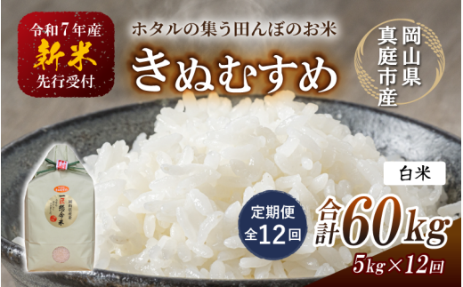 ＜定期便 全12回＞ 令和7年新米 真庭市産きぬむすめ 白米5kg×12回 / お米 国産 岡山県 米 人気 ブランド 2025年産 【tkns-tkb015】