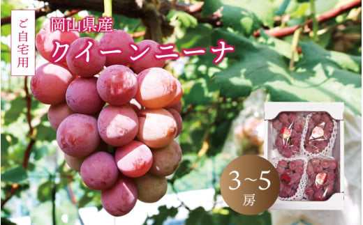 真庭市産 クイーンニーナ 2kg前後 / (2026年9月中旬以降発送予定) ご自宅用 ぶどう 産地直送 新鮮 岡山 真庭 赤ブドウ 真庭市 大粒 葡萄 果物 フルーツ クイーンニーナ 濃厚 人気 数量限定 ブドウ ジューシー 赤ぶどう 【配送不可地域：北海道／沖縄県／離島】【jujy017-02】 