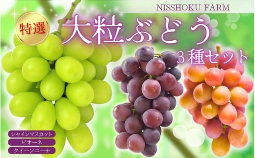 【2026年先行予約】 NIHOKU　FARM　特選　大粒ぶどう３種セット（シャインマスカット入り）岡山 ぶどう 真庭市 高級 ギフト 贈り物 ピオーネ クイーンニーナ 【nisfarm010-02】