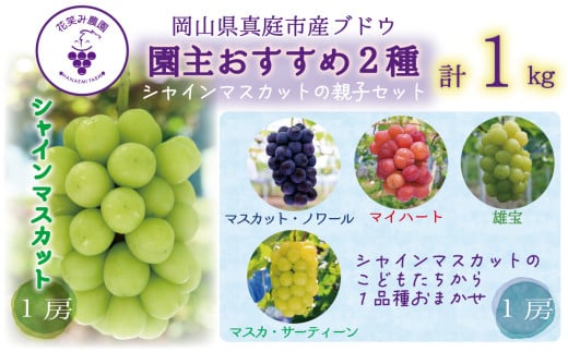 【2026年先行予約】岡山 花笑み農園　『園主おすすめぶどう2種セット』～シャインの親子セット～ 【hana065-02】