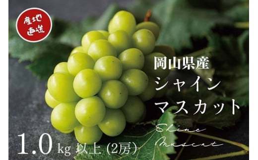 【2026年先行予約】 厳選 岡山県産 シャインマスカット 1.0kg以上 2房 / 産地直送 朝採れ ブドウ ぶどう 先行予約 果物 フルーツ 真庭市 【kgftmt001-02】
