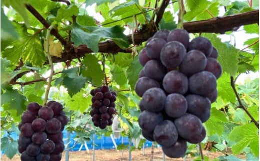 2026年先行予約【ご贈答用】 ニューピオーネ 3房～４房入り （2kg前後 化粧箱入） Lino＆Kai Farm  ぶどう 岡山 真庭市 ピオーネ ギフト 【linokai006-02】