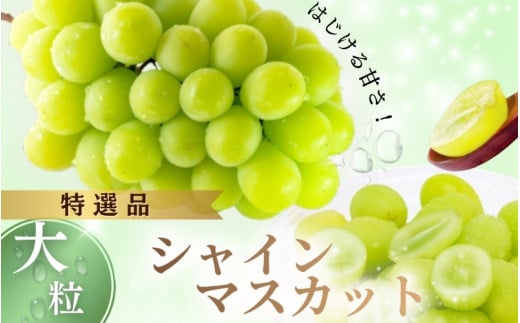 【2026年先行予約】NF-15.NISSHOKU FARM 特選大粒シャインマスカット岡山【nisfarm015-02】