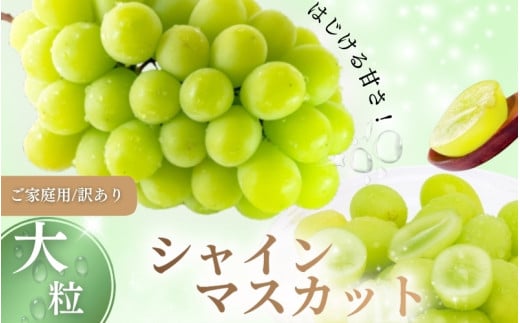 【2026年先行予約】【訳あり】 ご家庭用 シャインマスカット 約1.8kg（2～4房）  NISSHOKU FARM 【先行予約】 / 甘い 岡山 訳アリ わけあり ぶどう ブドウ 葡萄 シャインマスカット 先行予約 フルーツ 果物 特選 真庭市 フルーツ王国【nisfarm014-02】