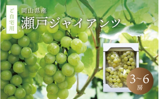 真庭市産 瀬戸ジャイアンツ 自宅用3～6房 / (2026年9月中旬以降発送予定) ぶどう 岡山 真庭 葡萄  果物 フルーツ ブドウ 人気 数量限定 ご家庭用 皮ごと 種なし 産地直送 お買い得 新鮮 桃太郎ぶどう 大粒 新食感 人気上昇中 【配送不可地域：北海道／沖縄県／離島】 【jujy010-02】