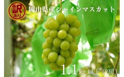 【2026年先行予約】岡山県産 【訳あり】 シャインマスカット 1.1kg以上（2房） 産地直送 朝採れ / ぶどう 葡萄 フルーツ 先行予約 真庭市【kgftmt014-02】