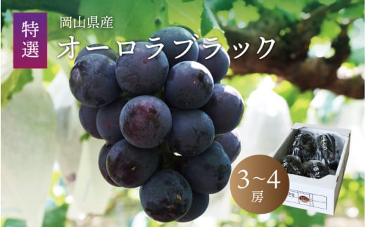 真庭市産 オーロラブラック 3～4房 / (2026年8月上旬以降発送予定) ぶどう 産地直送 岡山 真庭 黒ブドウ 真庭市 大粒 葡萄 果物 フルーツ 新鮮 濃厚 人気 数量限定 ブドウ オーロラブラック 種なし ジューシー  【配送不可地域：北海道／沖縄県／離島】【jujy016-02】 