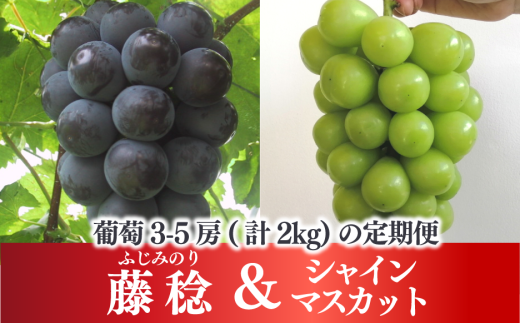 【2026年先行予約】大粒ぶどうの定期便 藤稔とシャインマスカットの人気品種２kg入の２回便(定期便)(岡山県産)【KF-T052-03】