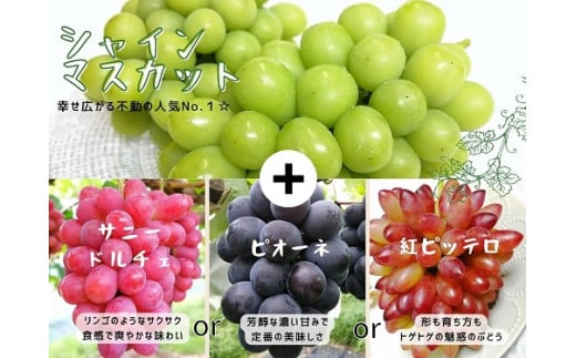 【産地直送】岡山県産ぶどう詰合せ１．２ｋｇ（シャインマスカット＋旬ぶどう） 【2026年先行予約】 / 岡山 真庭 シャインマスカット 食べ比べ 葡萄 ブドウ ぶどう 贈答 新鮮 果物 フルーツ 人気 数量限定 ピオーネ 紅ピッテロ サニードルチェ  ギフト ぶどう専門 林ファミリー 【hfbd001-01】