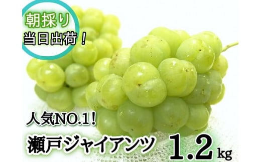 【 産地直送 】 ※2026年の予約です！※ フルーツ王国 岡山　朝採り新鮮!人気 ぶどう 瀬戸ジャイアンツ 1.2kg(2～3房)【2026年9月下旬～発送予定】離島発送不可 / 葡萄 先行予約 フルーツ 瀬戸ジャイアンツ 贈答 当日出荷 数量限定 林ファミリー 真庭市【hfbd007-02】