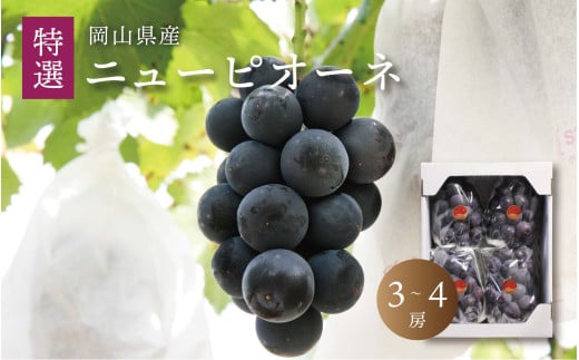 真庭市産 ニューピオーネ 特選 3～4房 / (2026年8月中旬以降発送予定) ぶどう 贈答用 ギフト 岡山 真庭 ピオーネ 大粒 葡萄 果物 フルーツ 濃厚 ピオーネ 人気 数量限定 黒ぶどう 大粒 種なし スイーツ 【配送不可地域：北海道／沖縄県／離島】【jujy008-02】 