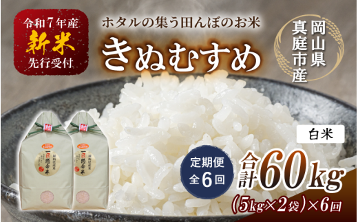 ＜定期便 全6回＞令和7年新米 真庭市産きぬむすめ 白米10kg(5kg×2袋)×6回 / お米 国産 岡山県 米 人気 ブランド 2025年産 【tkns-tkb017】