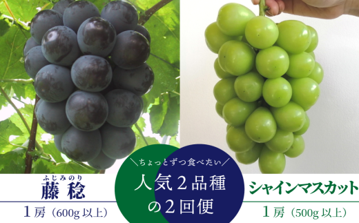 【2026年先行予約】ちょっとずつ食べたい！藤稔とシャインマスカットの１房お試し２回便！ (定期便)(岡山県産)【KF-T043-02】