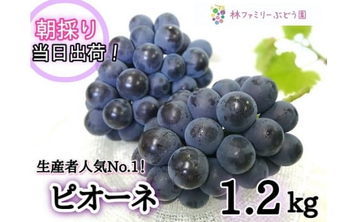 【産地直送】※2026年の予約です！※  岡山県産 こだわりの ピオーネ 1.2kg(2～3房)セット【2026年9月上旬～発送予定】離島発送不可 / 先行予約 ピオーネ 贈答 厳選 果物 フルーツ 当日出荷 新鮮 数量限定 ぶどう専門 林ファミリー 真庭市【hfbd004-02】