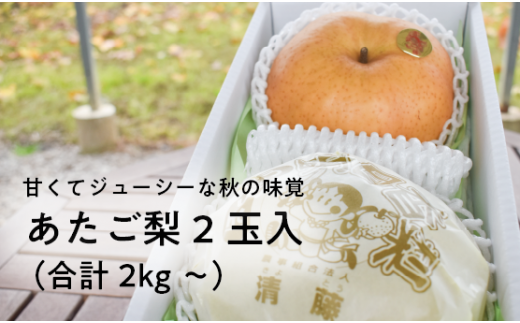 【きよとうファーム】あたご梨 上級品 2玉入(1.0kg級/玉) (岡山県産) / あたご梨 愛宕梨 梨 特選品 上級品 贈り物 御歳暮 果物 くだもの フルーツ 和梨 【KF-C004-01】