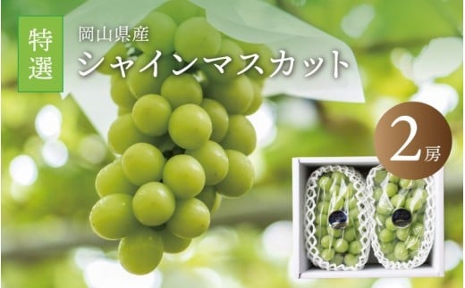 真庭市産 シャインマスカット 特選大房２房 / (2026年9月中旬以降発送予定) ぶどう 岡山 真庭 大粒 葡萄 シャインマスカット 果物 フルーツ ブドウ 人気 数量限定 皮ごと マスカット 産地直送 新鮮 数量限定 岡山名産 定番 ギフト 贈答用 【配送不可地域：北海道／沖縄県／離島】  shine02 【jujy006-02】