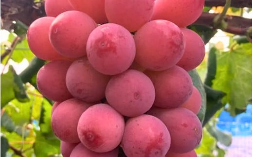 2026年先行予約【ご家庭用】 希少品種 クイーンニーナ 3～４房 2kg以上（化粧箱入り） Lino＆Kai Farm ぶどう 岡山 真庭市 【linokai011-02】