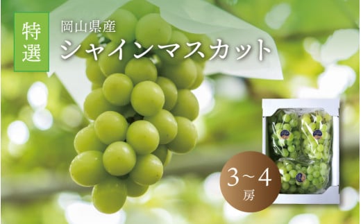 真庭市産 シャインマスカット 特選 3～4房 / (2026年9月中旬以降発送予定) ぶどう 岡山 真庭 大粒 葡萄 シャインマスカット 果物 フルーツ ブドウ 人気 数量限定 皮ごと マスカット 産地直送 新鮮 岡山名産 定番 ギフト 贈答用 【配送不可地域：北海道／沖縄県／離島】 【jujy014-02】