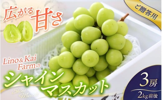 【2026年先行予約】 【ご贈答用】Lino＆Kai Farmのシャインマスカット3房前後(2kg前後 化粧箱入) / 朝採れ ぶどう 岡山  真庭市 シャインマスカット 高級 ギフト 大粒 果物 贈答 人気 産地直送 国産 数量限定 種なし 【linokai001-02】