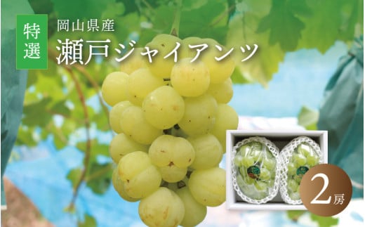 真庭市産 瀬戸ジャイアンツ 大房特選２房 / (2026年9月中旬以降発送予定) ぶどう 岡山 真庭 葡萄  果物 フルーツ ブドウ 人気 数量限定 皮ごと 種なし 産地直送 甘い 新鮮 桃太郎ぶどう 大粒 新食感 人気上昇中 ギフト 贈答用 【配送不可地域：北海道／沖縄県／離島】 【jujy011-02】
