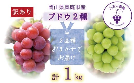 【2026年先行予約】 ぶどう 岡山 【訳あり】 花笑み農園の ぶどうおまかせ2種 （計1kg分お届け！） 農園厳選  / ぶどう ブドウ 葡萄 シャインマスカット ピオーネ クイーンニーナ オーロラブラック 瀬戸ジャイアンツ 翠峰 BKシードレス マスカサーティーン マスカットノワール 雄宝 マイハート 真庭市 【hana049-02】