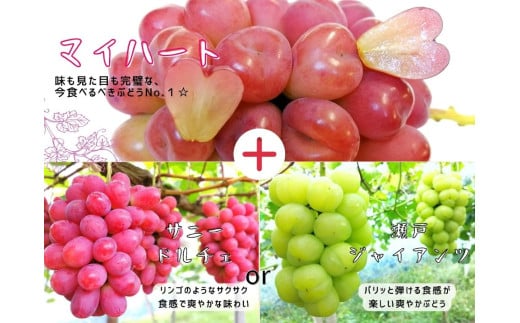 ※2026年の予約です！※【産地直送】フルーツ王国岡山シャインマスカットの娘マイハート入り！ぶどう１.２kg詰め合わせ / 岡山 真庭 マイハート 瀬戸ジャイアンツ サニードルチェ マスカット 食べ比べ 葡萄 ブドウ ぶどう 贈答 新鮮 果物 フルーツ 人気 数量限定  ギフト ぶどう専門 林ファミリー (2026年9月下旬～発送予定) 【hfbd003-01】